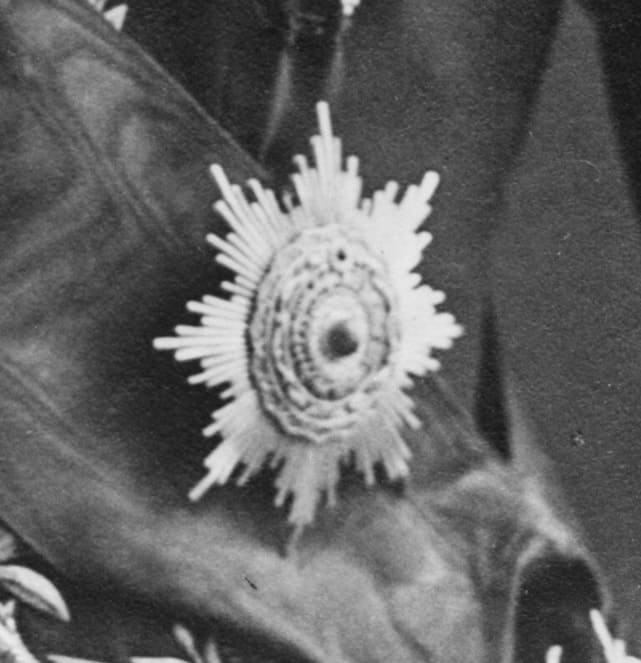 Double Dragon order breast star.jpg