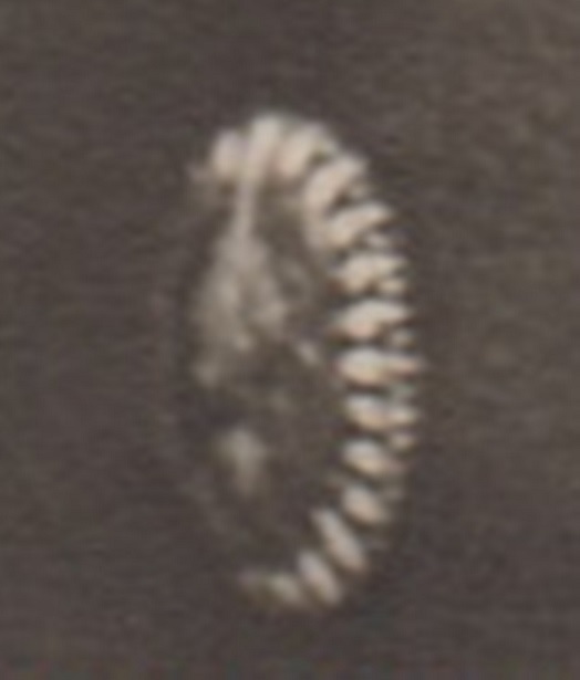 Japanese Officer with Commanding Officer's Badge -.jpg